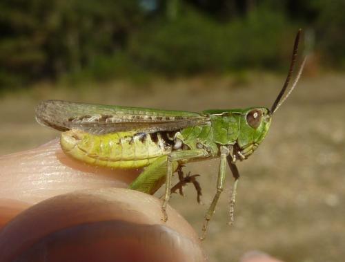 Chorthippus sp.